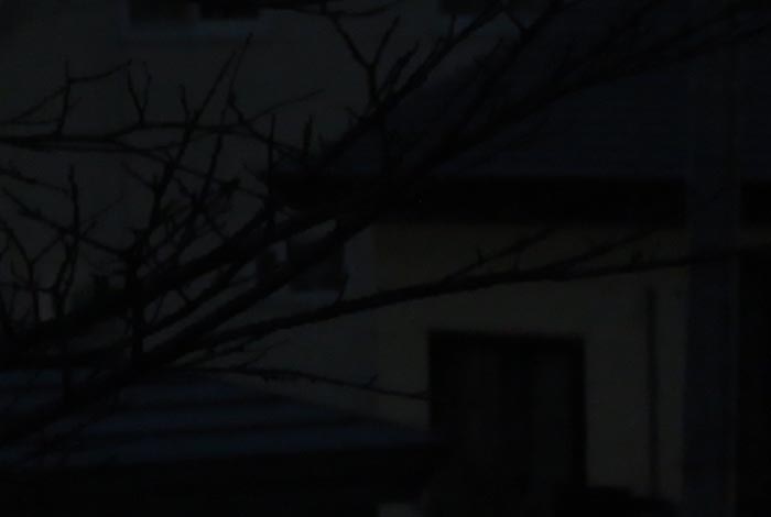 webnews今朝の北見／木の葉っぱ