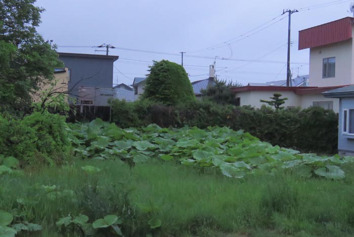 webnews今朝の北見