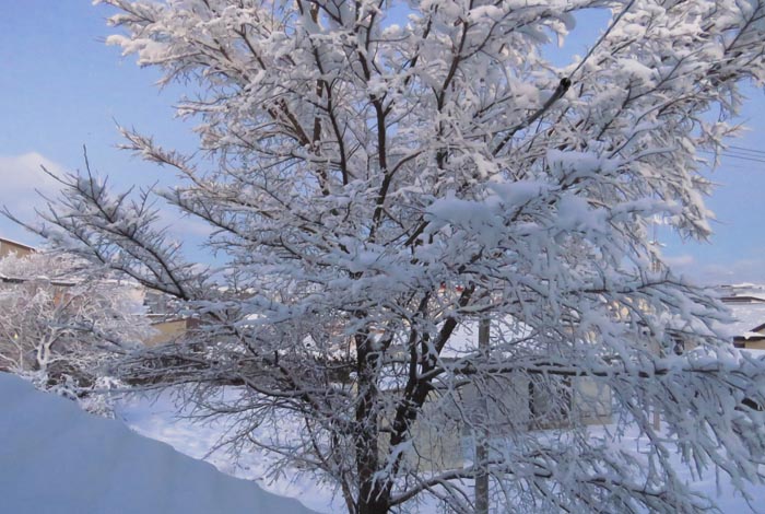 webnews�����̖k���^���̋�