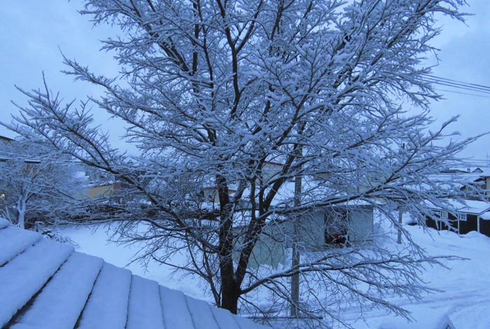 webnews�����̖k���^���̋�