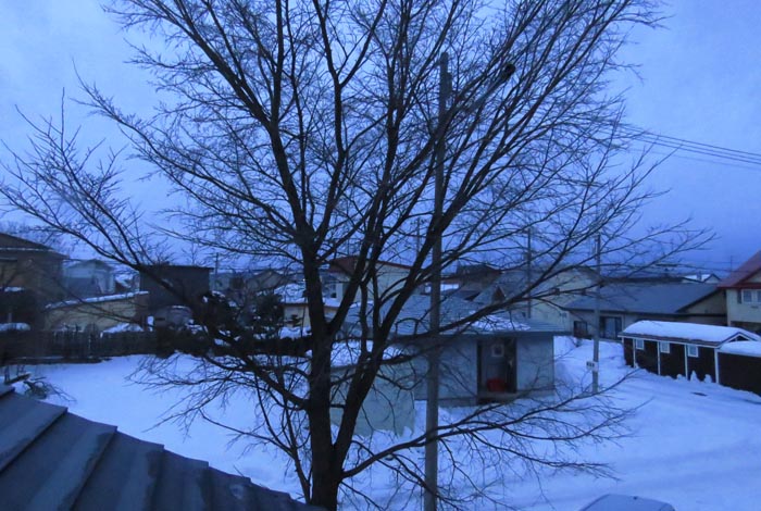 webnews�����̖k���^���̋�