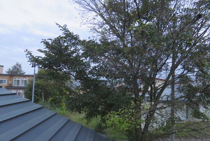 webnews�����̖k���^���̋�